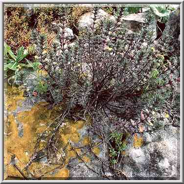 Wild flowers and moss in Neot Kedumim biblical ...[5 words]... The Middle East, February 7, 2001