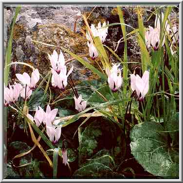 Cyclamens after a rain in Neot Kedumim biblical ...[5 words]... The Middle East, February 7, 2001