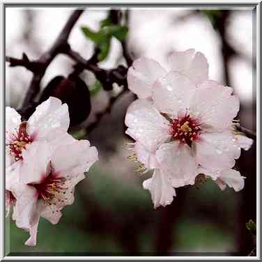 Blooming almond tree in Neot Kedumim biblical ...[5 words]... The Middle East, February 7, 2001