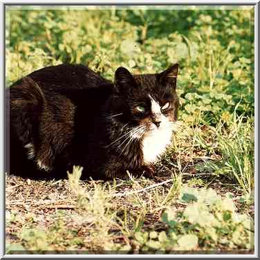 A cat near Ben Gurion Blvd. Beer-Sheva, the Middle East, February 8, 2001