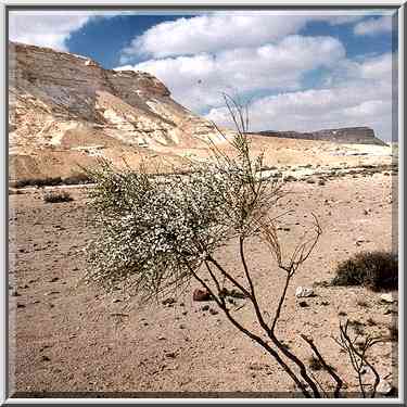 White Broom (Retama raetam) tree in bloom in ...[9 words]... The Middle East, February 15, 2001