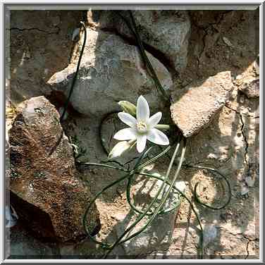 A spring flower among flint stones 1.5 miles ...[8 words]... The Middle East, February 15, 2001