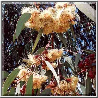 Eucalyptus (?) in bloom at Bialik St. Beer-Sheva, the Middle East, February 16, 2001