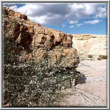 White Broom shrub in a desert wadi of Bokek River ...[3 words]... The Middle East, February 22, 2001