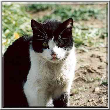 A cat in Shekhuna Gimel neighborhood. Beer-Sheva, the Middle East, February 24, 2001