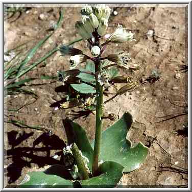 A fleshy spring flower cropped by Bedouin sheep ...[3 words]... The Middle East, February 24, 2001