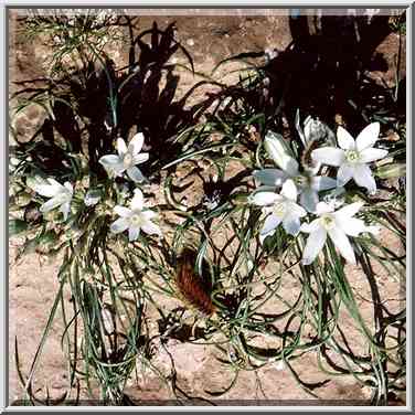 Spring flowers with caterpillars in northern Beer-Sheva. The Middle East, February 24, 2001