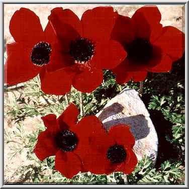 Red anemones in northern Beer-Sheva. The Middle East, February 24, 2001