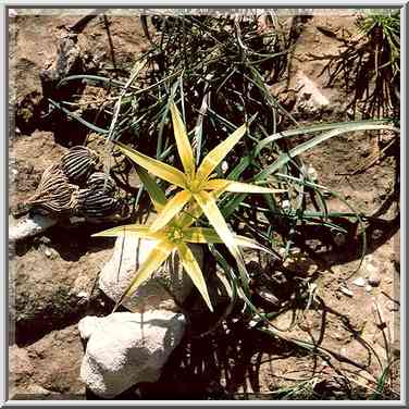 Wild flowers in northern Beer-Sheva. The Middle East, February 24, 2001