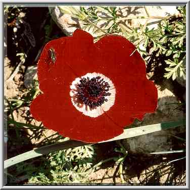 Red anemone (adonis) in northern Beer-Sheva. The Middle East, February 24, 2001