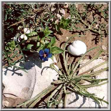 Wild flowers in Negev Desert. Northern Beer-Sheva, the Middle East, February 24, 2001