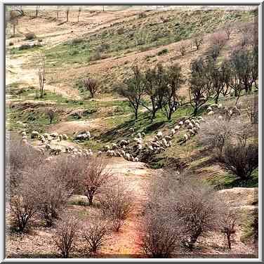 Bedouin sheep behind Hanegev Palmakh memorial in ...[2 words]... The Middle East, February 24, 2001