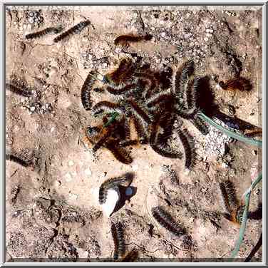 Caterpillars in Negev Desert in northern Beer-Sheva. The Middle East, February 24, 2001