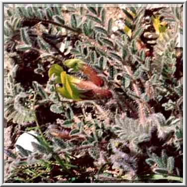 Plants in Negev Desert in northern Beer-Sheva. The Middle East, February 24, 2001