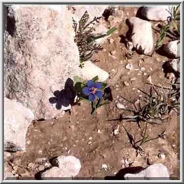 A dwarf flower in Negev Desert in northern Beer-Sheva. The Middle East, February 24, 2001