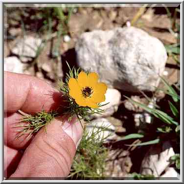 A small yellow anemone in Negev Desert in ...[2 words]... The Middle East, February 24, 2001