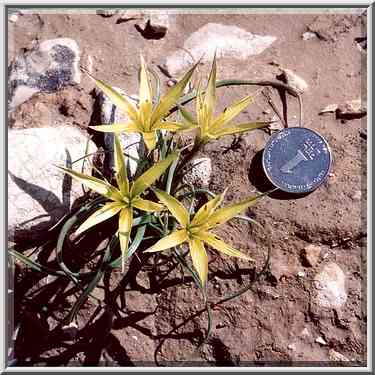 Wild onions (?) in Negev Desert in northern Beer-Sheva. The Middle East, February 24, 2001