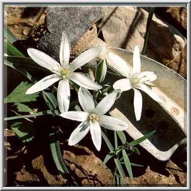 Spring flowers in Negev Desert (with military ...[4 words]... The Middle East, February 24, 2001