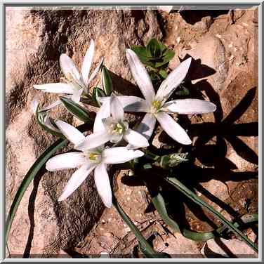 Spring flowers in Negev Desert in northern Beer-Sheva. The Middle East, February 24, 2001