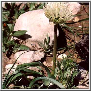 Garlic-like flowers in Negev Desert in northern Beer-Sheva. The Middle East, February 24, 2001