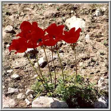 Red anemones (adonis) in Negev Desert in northern Beer-Sheva. The Middle East, February 24, 2001