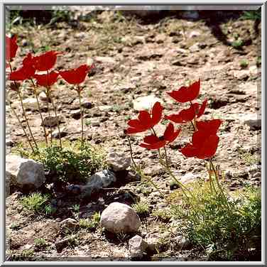 Red anemones (adonis) in Negev Desert in northern Beer-Sheva. The Middle East, February 24, 2001