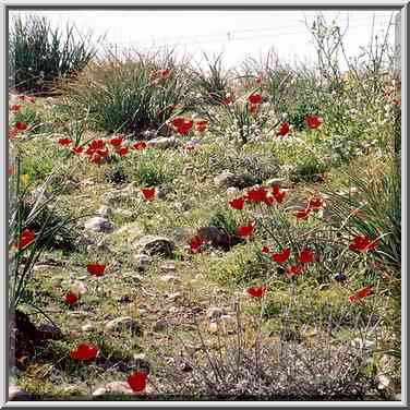 Red anemones and asphodel in Negev Desert in ...[2 words]... The Middle East, February 24, 2001