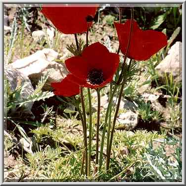 Red anemones (adonis) in Negev Desert in northern Beer-Sheva. The Middle East, February 24, 2001