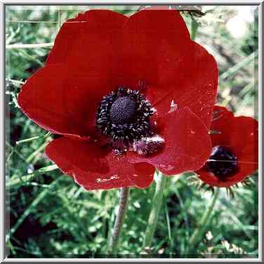 Red anemones with bugs in Negev Desert in ...[2 words]... The Middle East, February 24, 2001