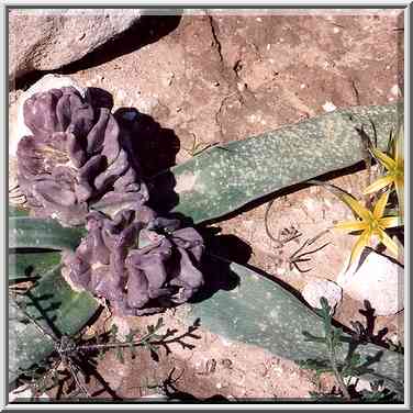 A plant with seeds that had violet flowers in ...[10 words]... The Middle East, February 24, 2001