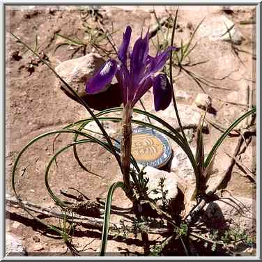 A dwarf iris in Negev Desert in northern Beer-Sheva. The Middle East, February 24, 2001