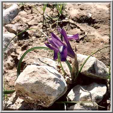 A dwarf iris in Negev Desert in northern Beer-Sheva. The Middle East, February 24, 2001