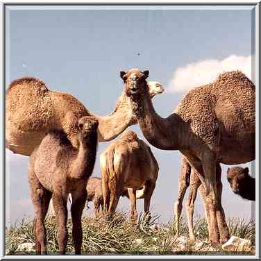 Camels on a hill near a Bedouin village in Negev ...[6 words]... The Middle East, February 24, 2001