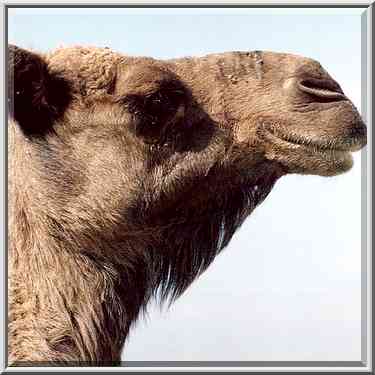 A camel on a hill near a Bedouin village in Negev ...[6 words]... The Middle East, February 24, 2001