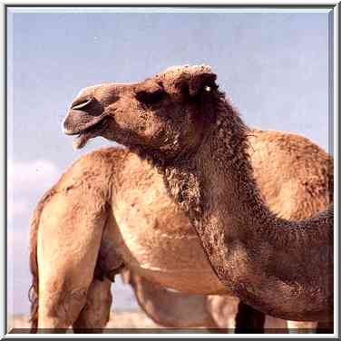 Camels on a hill near a Bedouin village in Negev ...[6 words]... The Middle East, February 24, 2001