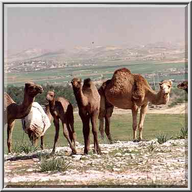 Camels on a hill near a Bedouin village in Negev ...[12 words]... The Middle East, February 24, 2001