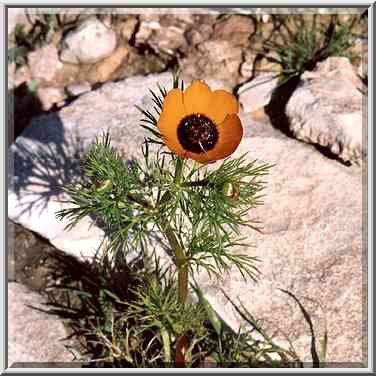 Yellow anemone in Negev Desert 1 miles north from Beer-Sheva. The Middle East, February 24, 2001