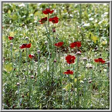 Anemones near Nahal Besor in Eshkol Park 10 miles ...[3 words]... The Middle East, February 27, 2001