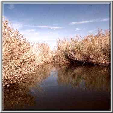 A pool of Nahal Besor in Eshkol Park 10 miles ...[3 words]... The Middle East, February 27, 2001