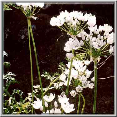 Garlic-like flowers near Nahal Besor in Eshkol ...[6 words]... The Middle East, February 27, 2001