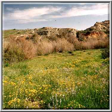 A meadow with flowers near Nahal Besor in Eshkol ...[6 words]... The Middle East, February 27, 2001