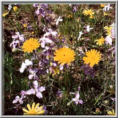 Flowers of northern Negev Desert at spring in ...[7 words]... The Middle East, February 27, 2001