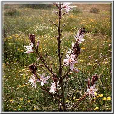 Asphodel flower in northern Negev Desert in ...[7 words]... The Middle East, February 27, 2001