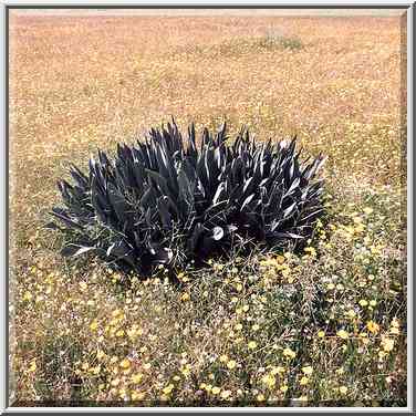 Some exotic plant in northern Negev Desert in ...[7 words]... The Middle East, February 27, 2001