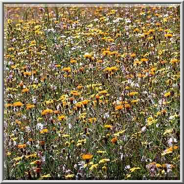 Blooming northern Negev Desert in Eshkol Park 10 ...[4 words]... The Middle East, February 27, 2001