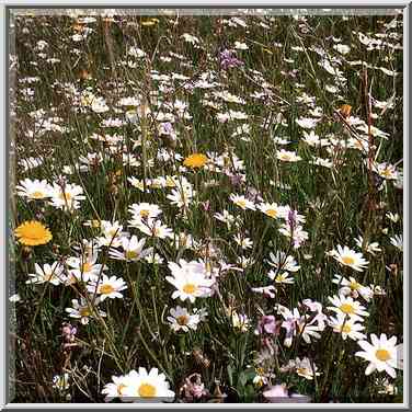 A meadow with flowers near Nahal Besor in Eshkol ...[6 words]... The Middle East, February 27, 2001