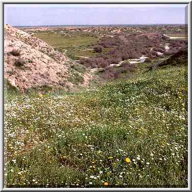 A meadow and Nahal Besor River near Tel Sharuhen ...[12 words]... The Middle East, February 27, 2001