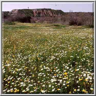 A meadow near Nahal Besor and Tel Sharuhen hill ...[15 words]... The Middle East, February 27, 2001