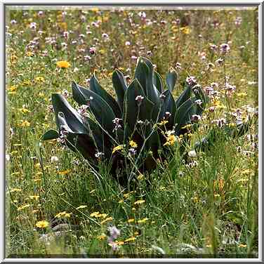 Spring plants near Nahal Besor in Eshkol Park 10 ...[4 words]... The Middle East, February 27, 2001