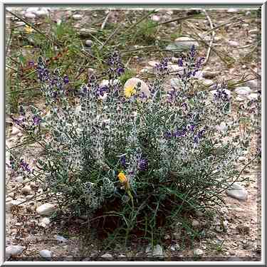 Spring plants at a roadside near Nahal Besor in ...[7 words]... The Middle East, February 27, 2001